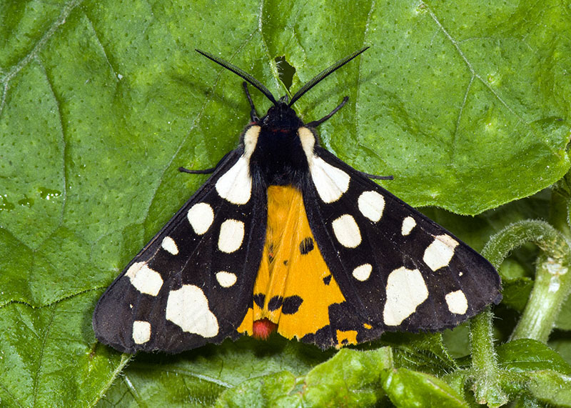 Arctia villica, Erebidae Arctiinae